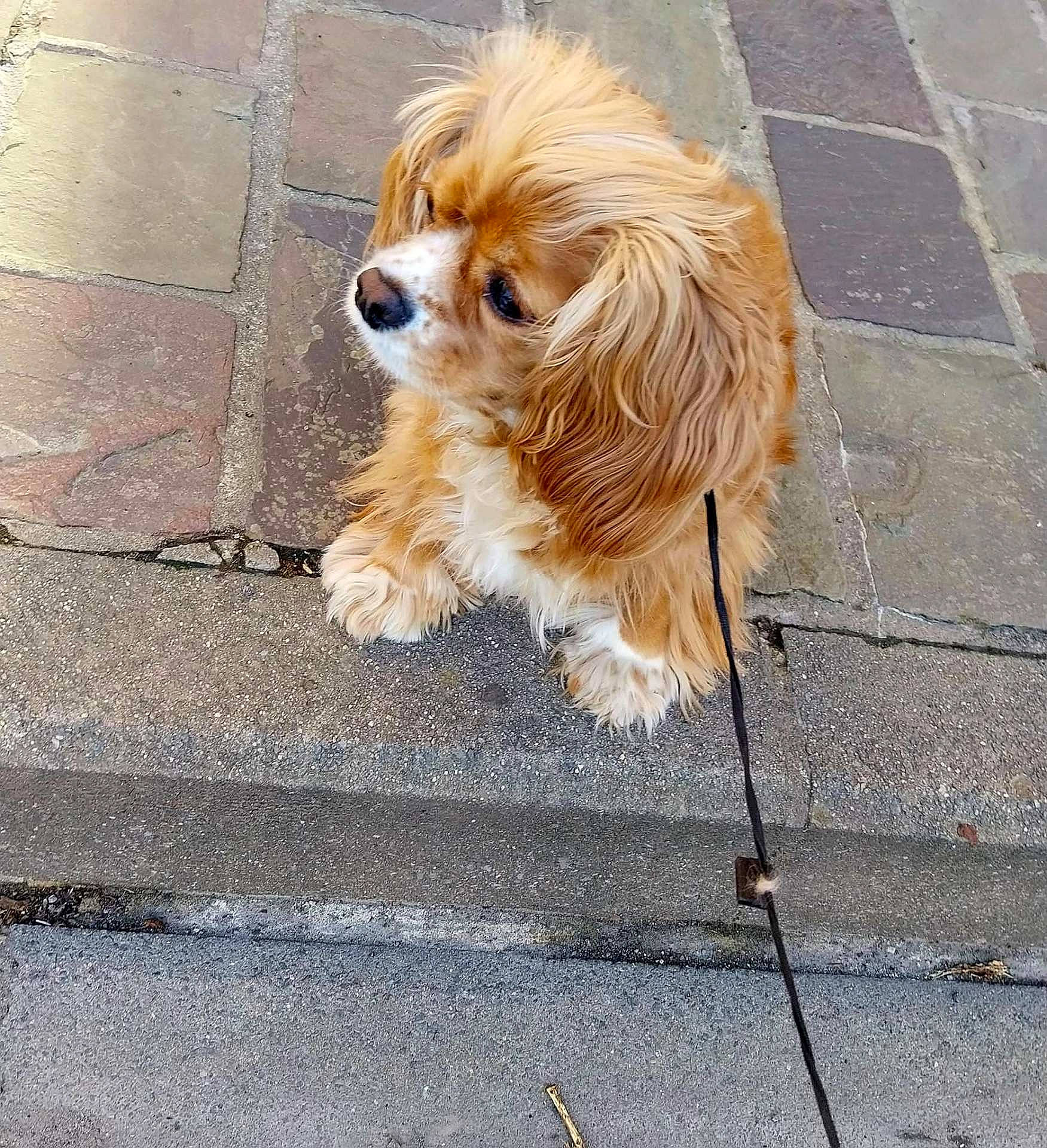 Louna participe au concours pour gagner de l'argent avec cette photo : animal, canine, companion, curious, cute, daytime, dog, fluffy, fur, golden_brown, leash, outdoor, pavement, pet, side_view, sitting, small_dog, stone, walk, wavy_fur