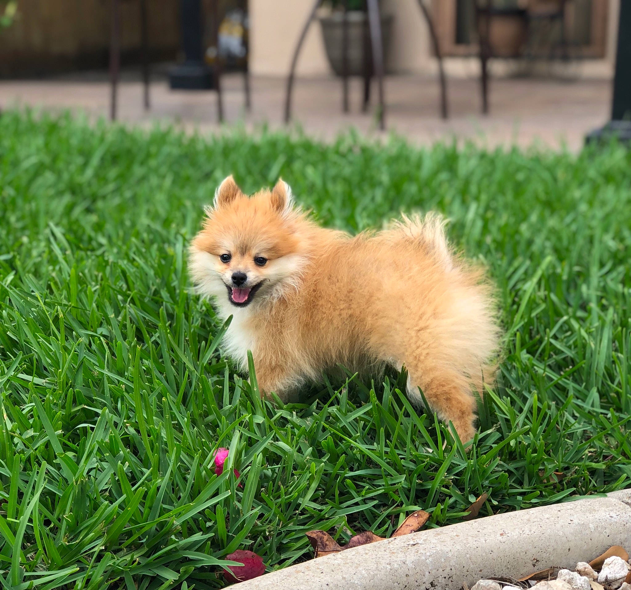 Kiki joined the competition — help win amazing prizes! canidae, carnivore, companion_dog, dog, dog_breed, fawn, finnish_spitz, german_spitz, german_spitz_klein, german_spitz_mittel, grass, japanese_spitz, mammal, non_sporting_group, pomeranian, puppy, spitz, toy_dog, vertebrate, volpino_italiano
