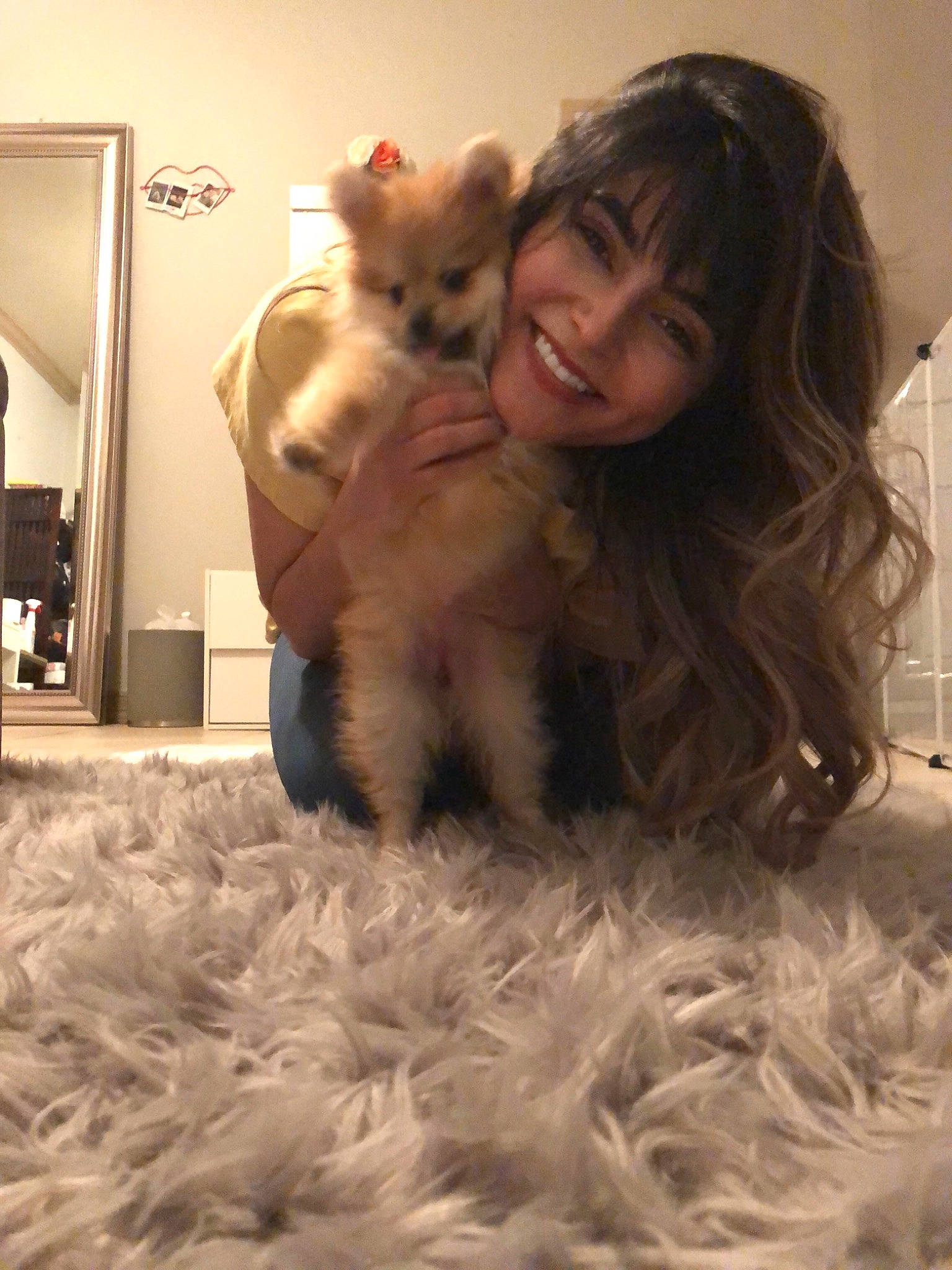 Kiki joined the competition — help win amazing prizes! american_curl, british_longhair, canidae, carnivore, cat, companion_dog, dog_breed, fawn, felidae, fur, joy, kitten, long_hair, morkie, persian, person, pomeranian, puppy, puppy_love, skin