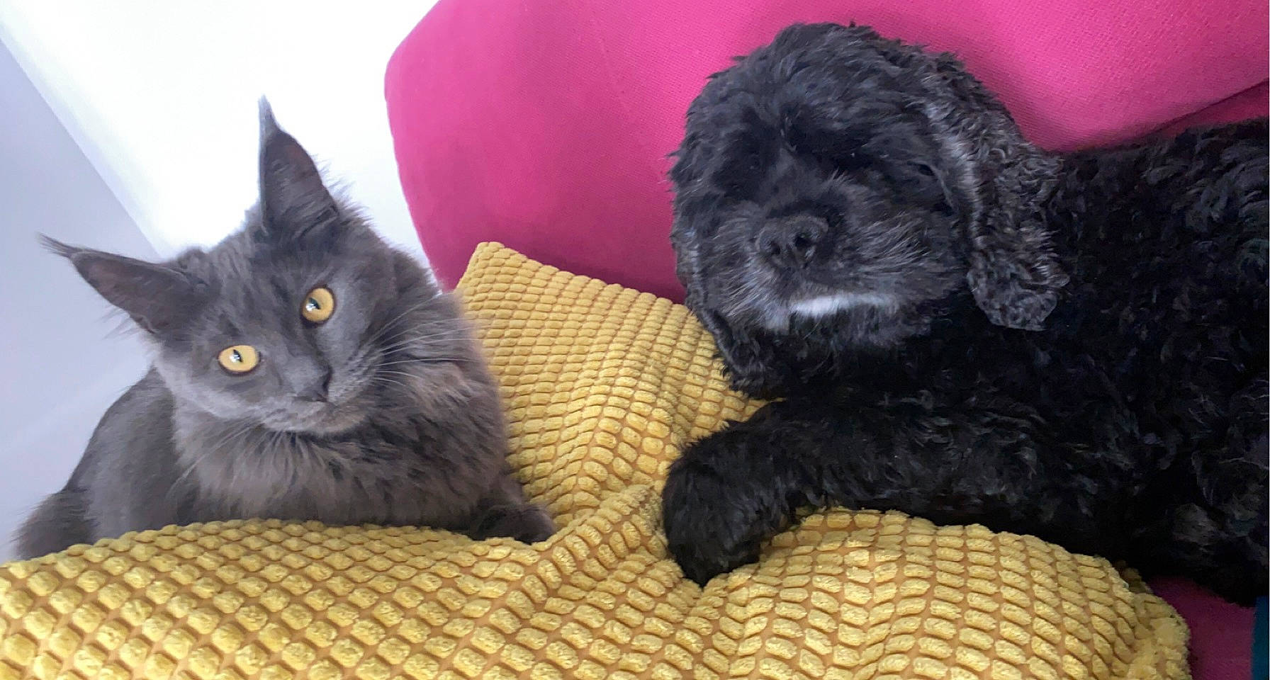 Rym a rejoint le concours — aidez-le/la à gagner de superbes lots ! black_cat, carnivore, cat, comfort, companion_dog, dog, dog_breed, dog_supply, domestic_short_haired_cat, felidae, fur, mammal, small_to_medium_sized_cats, snout, tail, terrier, toy_dog, water_dog, whiskers, working_animal