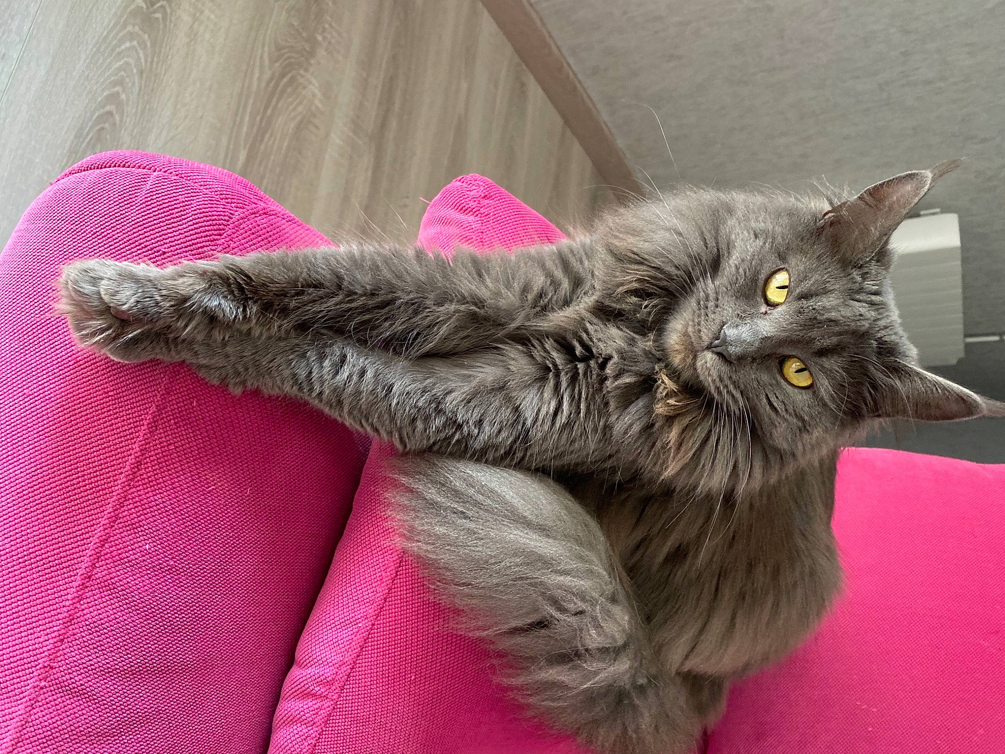 Rym participe au concours pour gagner de l'argent avec cette photo : black_cat, british_longhair, carnivore, cat, cat_bed, chartreux, claw, comfort, domestic_short_haired_cat, felidae, fur, grey, korat, magenta, nap, paw, plant, small_to_medium_sized_cats, tail, whiskers