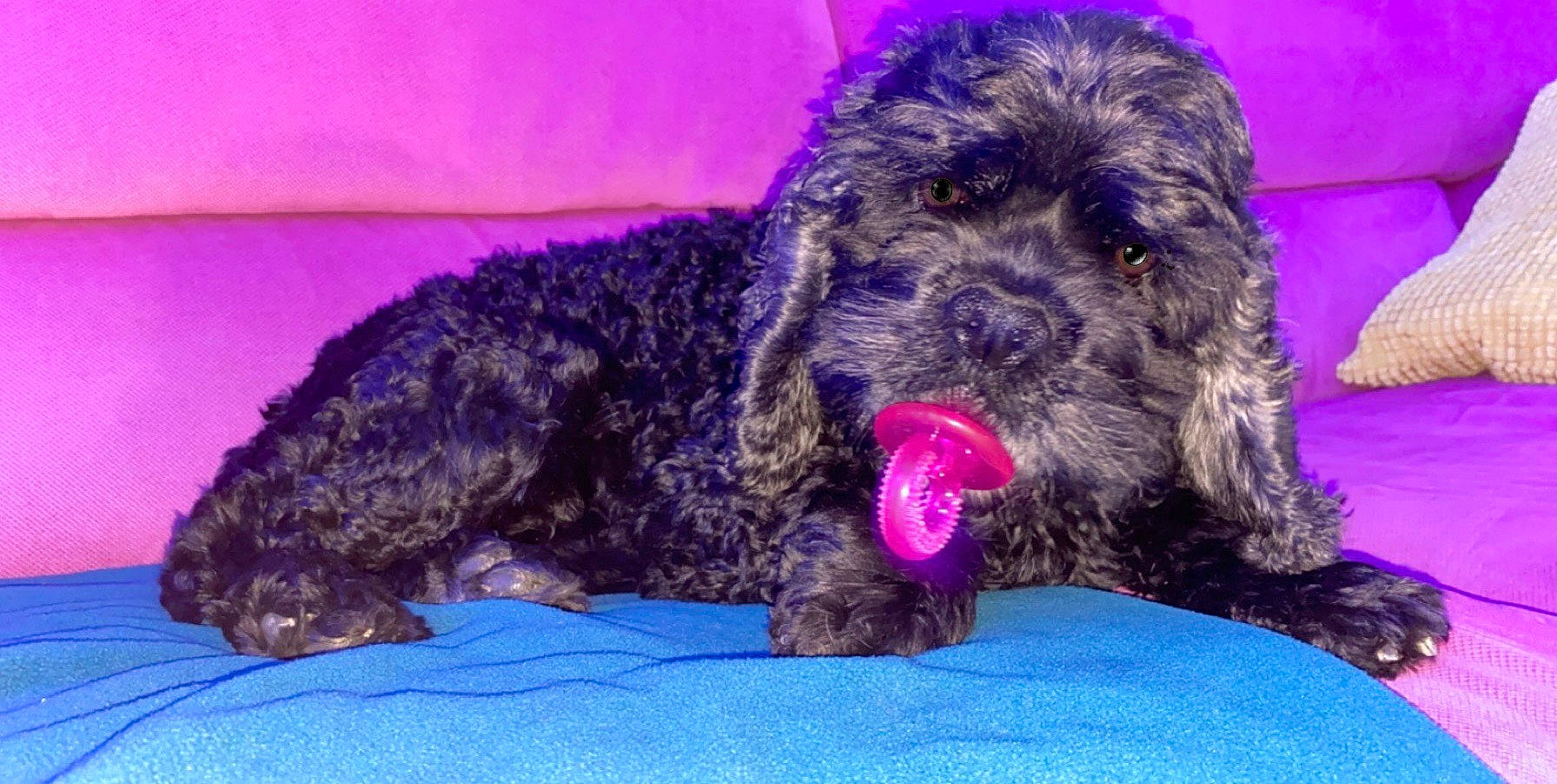 Harper participe au concours pour gagner de l'argent avec cette photo : canidae, carnivore, companion_dog, dog, dog_breed, dog_supply, fur, labradoodle, magenta, non_sporting_group, pet_supply, puppy, small_terrier, snout, sporting_group, terrestrial_animal, terrier, toy_dog, water_dog, working_animal