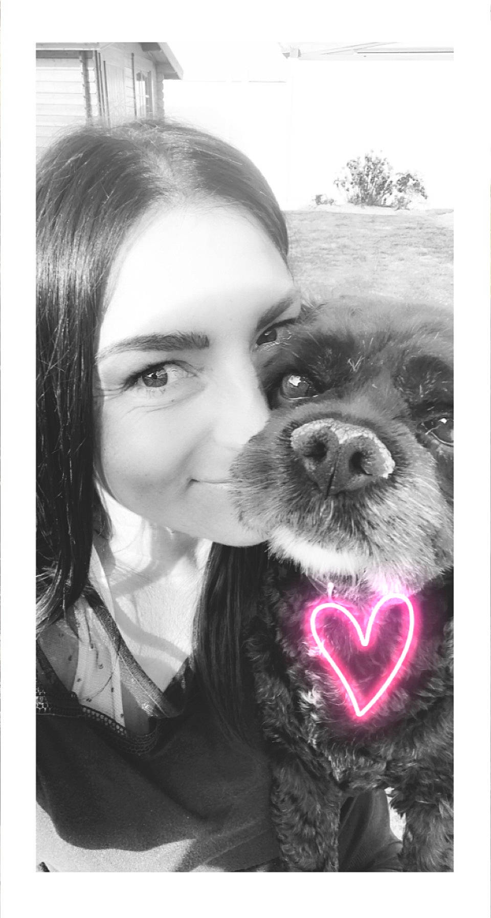 Harper participe au concours pour gagner de l'argent avec cette photo : carnivore, companion_dog, dog, dog_breed, ear, eye, eyelash, gesture, happy, iris, jaw, liver, monochrome_photography, nose, organ, smile, snout, toy_dog, whiskers, working_animal