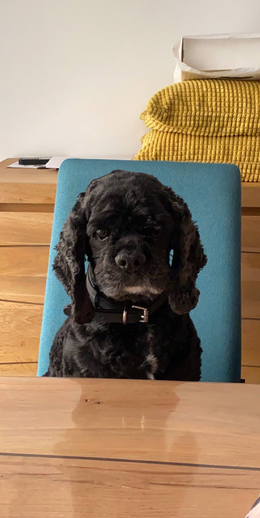 Harper a rejoint le concours — aidez-le/la à gagner de superbes lots ! canidae, carnivore, companion_dog, dog, dog_breed, dog_collar, fawn, flooring, fur, giant_dog_breed, hardwood, liver, pet_supply, puppy, rectangle, snout, sporting_group, wood, wood_stain, working_animal