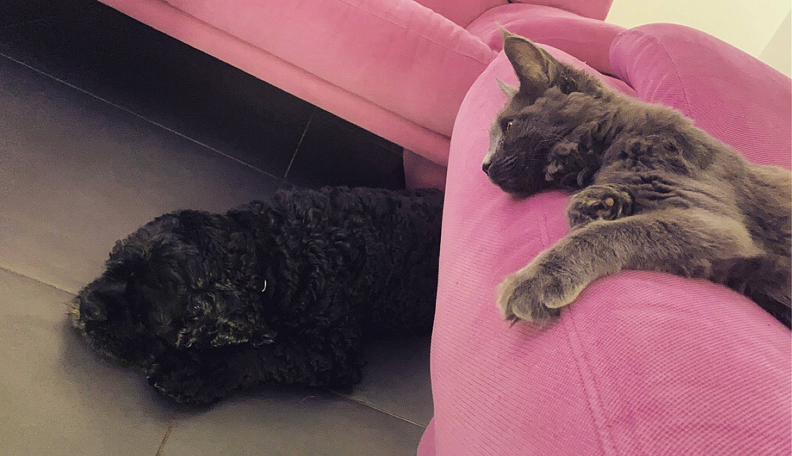 Harper a rejoint le concours — aidez-le/la à gagner de superbes lots ! bathroom, black_cat, canidae, carnivore, cat, comfort, companion_dog, dog, dog_breed, domestic_short_haired_cat, felidae, fur, grey, linens, nap, pet_supply, small_to_medium_sized_cats, sporting_group, tail, whiskers