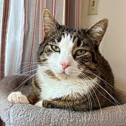 Stanley joined the competition — help win amazing prizes! cat, tabby, indoor, pet, feline, whiskers, green_eyes, relaxed, perch, soft_texture, close_up, pink_nose, striped_fur, curtains, window_light, resting, paw, domestic_animal, household, cozy