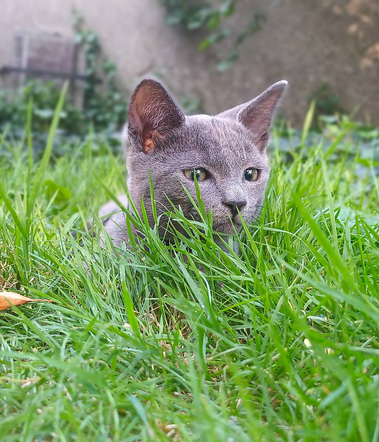 Momo a rejoint le concours — aidez-le/la à gagner de superbes lots ! big_cats, carnivore, cat, domestic_short_haired_cat, fawn, felidae, fur, grass, grassland, groundcover, lynx, plant, poales, prairie, russian_blue, small_to_medium_sized_cats, snout, terrestrial_animal, whiskers, wildlife