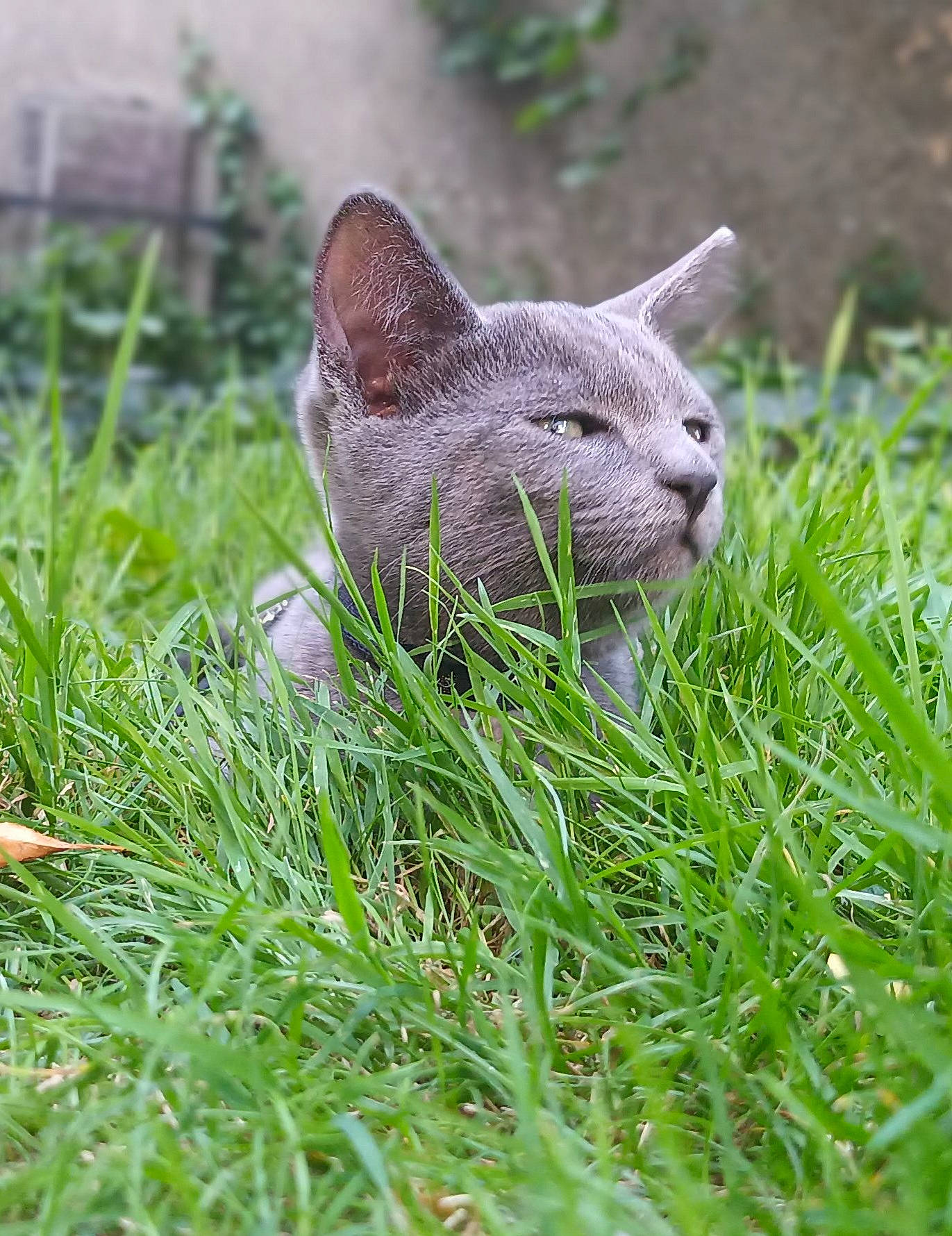 Momo a rejoint le concours — aidez-le/la à gagner de superbes lots ! art, carnivore, cat, claw, domestic_short_haired_cat, fawn, felidae, fur, grass, grass_family, grassland, groundcover, plant, sculpture, small_to_medium_sized_cats, snout, tail, terrestrial_animal, whiskers, wildlife