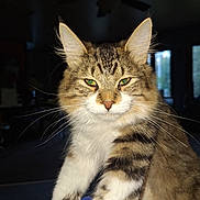 Axell joined the competition — help win amazing prizes! animal, cat, close_up, cute, domestic_cat, ears, face, feline, fluffy_fur, fur_pattern, green_eyes, household, indoor, looking, mammal, pet, portrait, sitting, tabby, whiskers