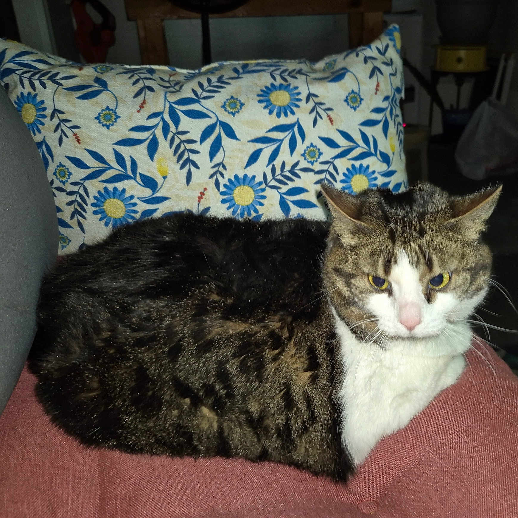 Simba joined the competition — help win amazing prizes! animal, cat, comfortable, cushion, domestic, ears, eyes, feline, floral_pattern, fur, home, indoor, nose, pet, pillow, resting, soft, tabby, whiskers, white_fur