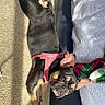 Kemi joined the competition — help win amazing prizes! dog, pet, indoor, carpet, bed, bedding, blanket, sunlight, relaxed, lying_down, pink_harness, canine, fur, ears, domestic_animal, cozy, home, animal, resting, curious