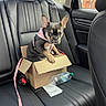 Kemi is registered to the contest to win money with this photo: dog, puppy, cardboard_box, car_interior, backseat, leather_seat, water_bottle, pink_harness, pet, animal, cute, travel, window, seatbelt, resting, domestic_animal, looking, young_dog, small_dog, indoor