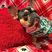 Kemi joined the competition — help win amazing prizes! dog, french_bulldog, pet, sweater, holiday, red_pillow, plaid_blanket, paw_prints, indoor, cozy, cute, animal, portrait, fur, ears, resting, comfortable, festive, patterned, closeup