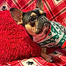 dog, french_bulldog, pet, sweater, holiday, red_pillow, plaid_blanket, paw_prints, indoor, cozy, cute, animal, portrait, fur, ears, resting, comfortable, festive, patterned, closeup