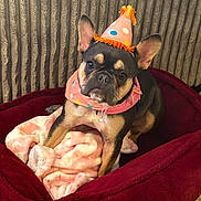 Kemi joined the competition — help win amazing prizes! dog, french_bulldog, party_hat, scarf, dog_bed, blanket, indoor, pet, cute, animal, brown, black, ears, carpet, portrait, looking, sitting, cozy, home, fur