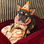 dog, french_bulldog, party_hat, scarf, dog_bed, blanket, indoor, pet, cute, animal, brown, black, ears, carpet, portrait, looking, sitting, cozy, home, fur