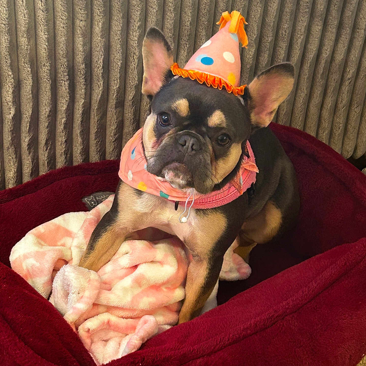 Kemi joined the competition — help win amazing prizes! animal, black, blanket, brown, carpet, cozy, cute, dog, dog_bed, ears, french_bulldog, fur, home, indoor, looking, party_hat, pet, portrait, scarf, sitting