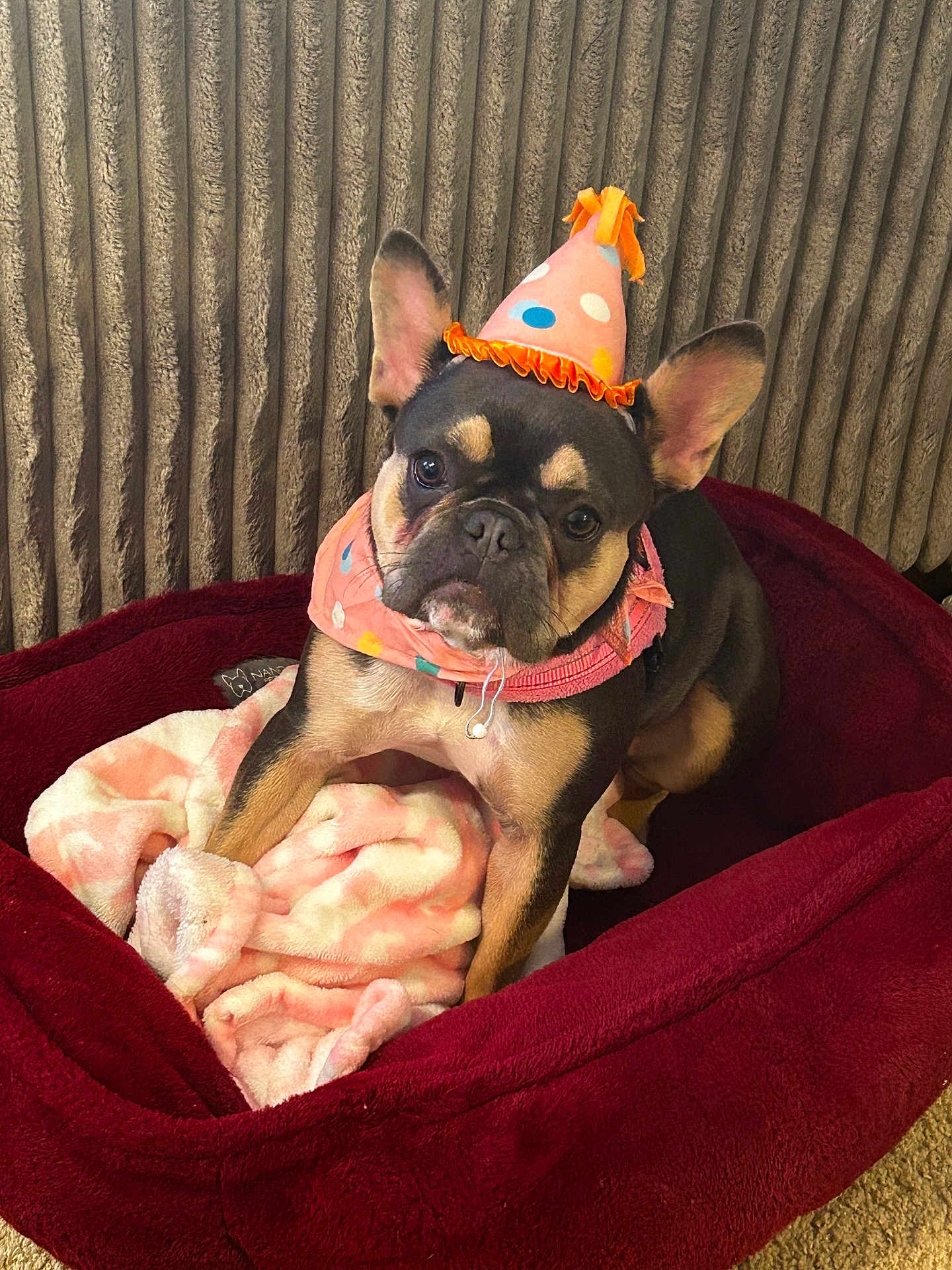 Kemi joined the competition — help win amazing prizes! dog, french_bulldog, party_hat, scarf, dog_bed, blanket, indoor, pet, cute, animal, brown, black, ears, carpet, portrait, looking, sitting, cozy, home, fur