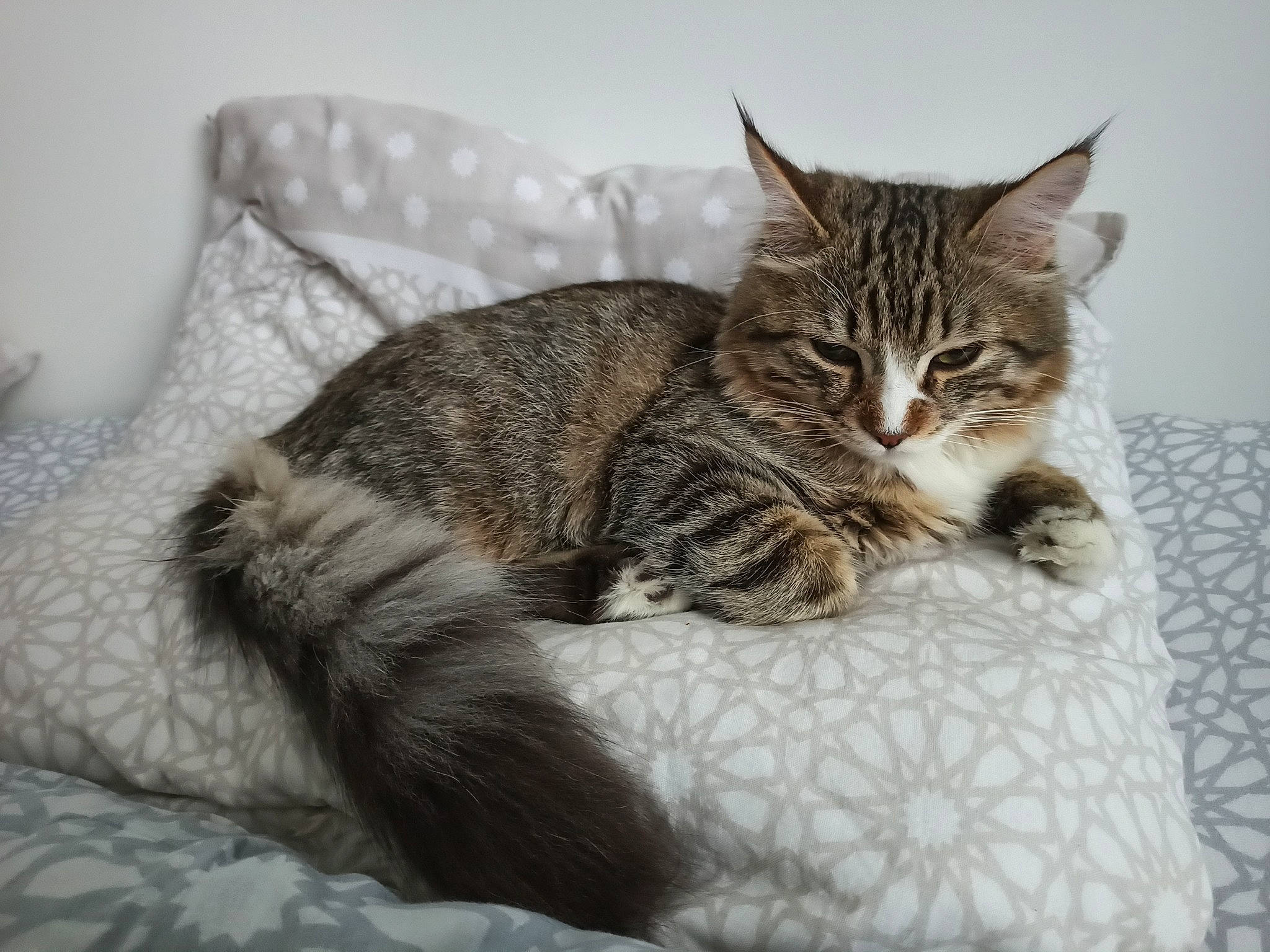 Potiron participe au concours pour gagner de l'argent avec cette photo : american_shorthair, american_wirehair, asian, california_spangled, carnivore, cat, domestic_short_haired_cat, dragon_li, european_shorthair, felidae, fur, kitten, maine_coon, mammal, norwegian_forest_cat, pixie_bob, small_to_medium_sized_cats, tabby_cat, whiskers, wild_cat