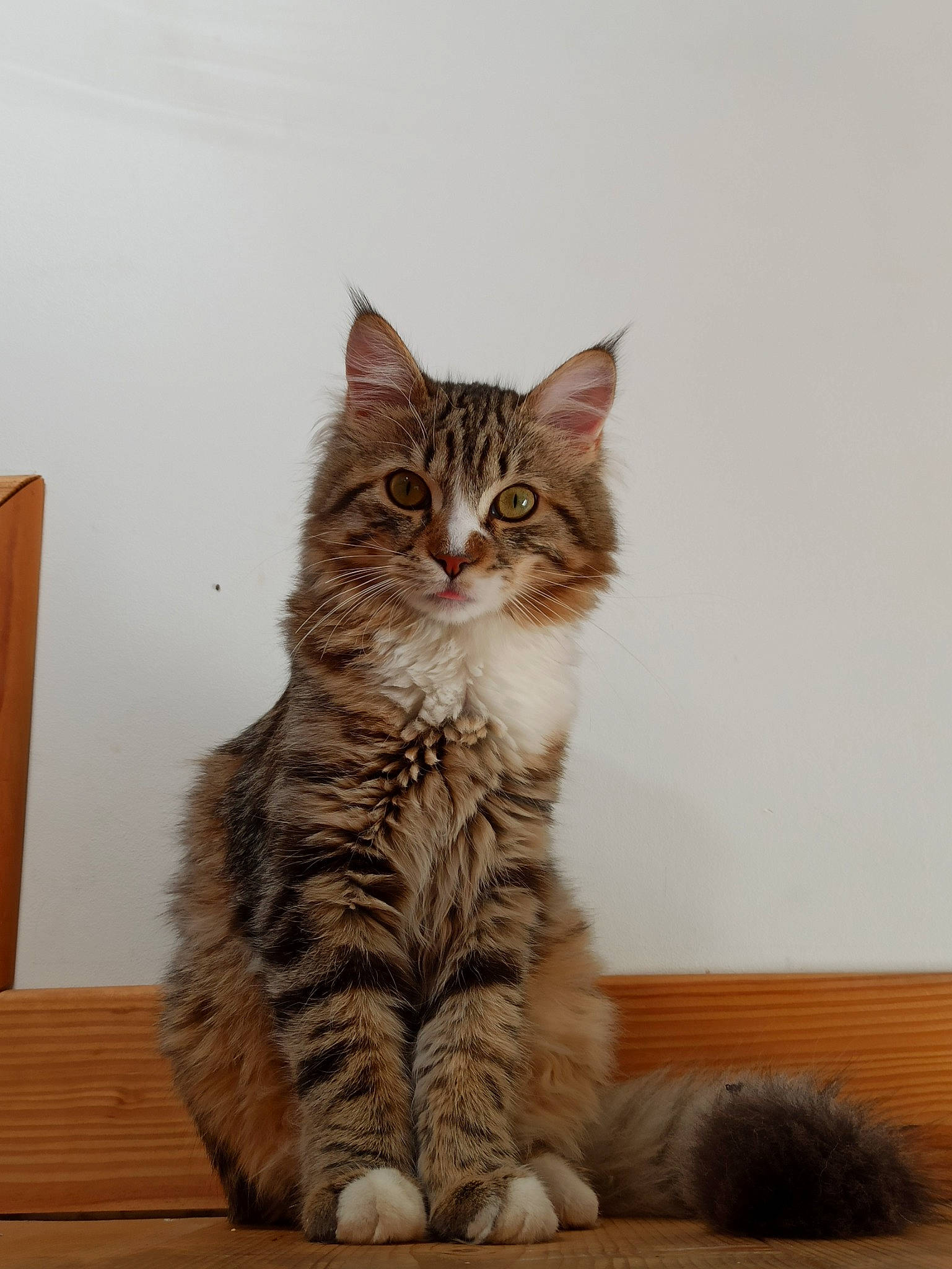 Potiron a rejoint le concours — aidez-le/la à gagner de superbes lots ! asian, british_semi_longhair, carnivore, cat, domestic_short_haired_cat, dragon_li, european_shorthair, felidae, fur, kitten, kurilian_bobtail, maine_coon, mammal, norwegian_forest_cat, ragamuffin, siberian, small_to_medium_sized_cats, tabby_cat, vertebrate, whiskers