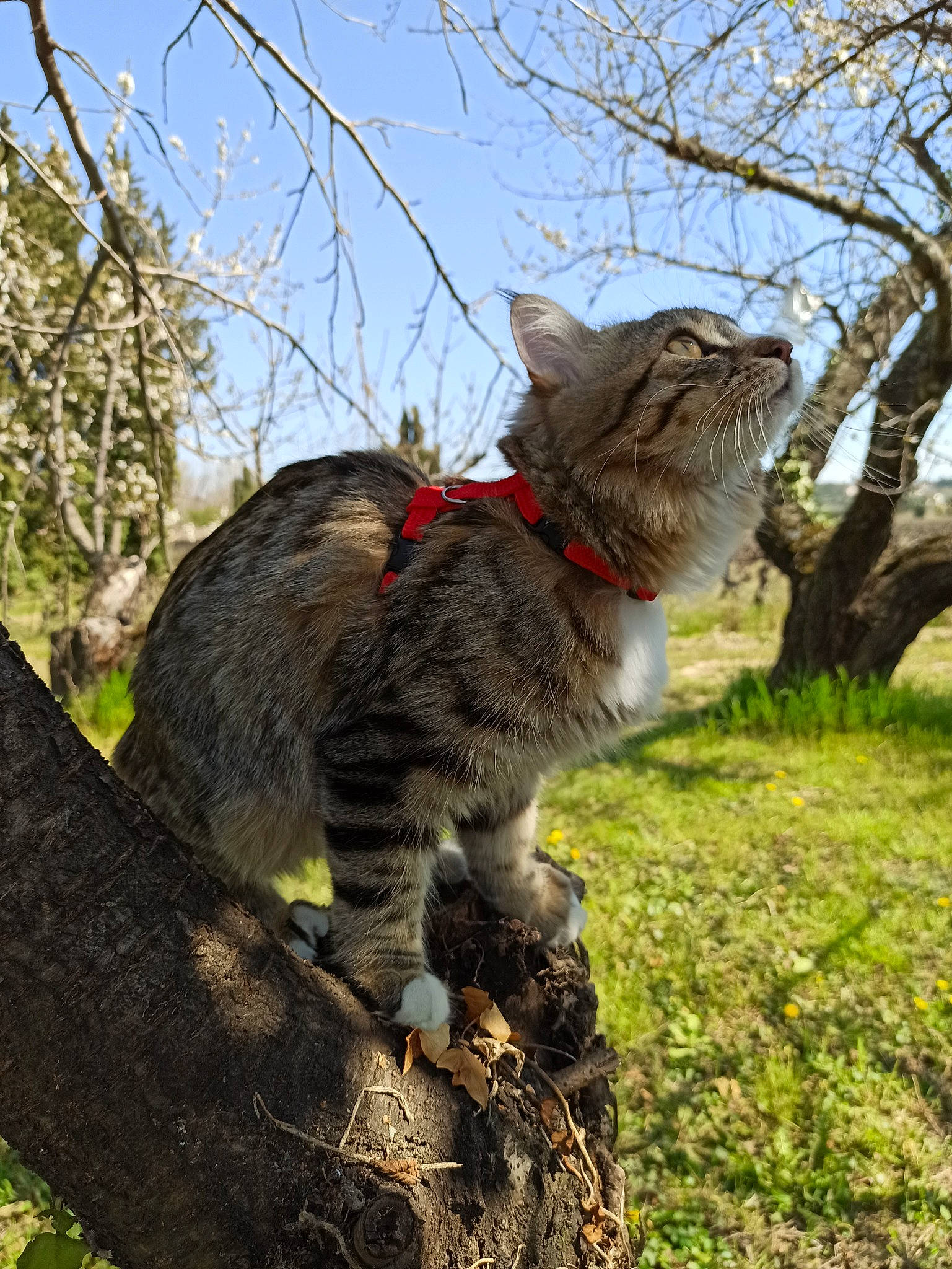 Potiron a rejoint le concours — aidez-le/la à gagner de superbes lots ! branch, carnivore, cat, domestic_short_haired_cat, european_shorthair, felidae, maine_coon, norwegian_forest_cat, pixie_bob, plant, small_to_medium_sized_cats, tabby_cat, tree, trunk, whiskers, wild_cat