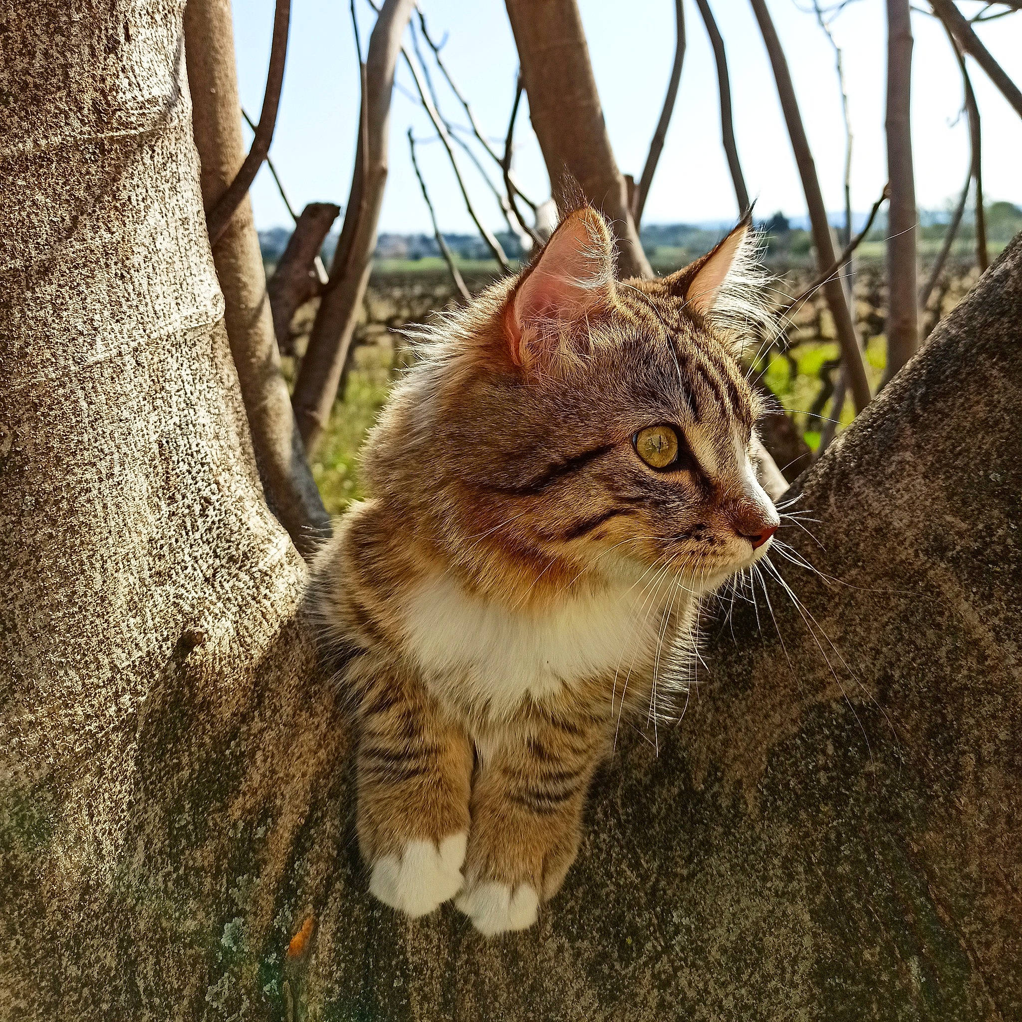 Potiron a rejoint le concours — aidez-le/la à gagner de superbes lots ! aegean_cat, branch, carnivore, cat, domestic_short_haired_cat, european_shorthair, eye, felidae, fur, grass, maine_coon, mammal, plant, sky, small_to_medium_sized_cats, tabby_cat, tree, whiskers, wild_cat, wildlife