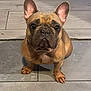french_bulldog, dog, pet, animal, indoor, floor, tile, brown, ears, face, cute, looking_up, companion, domestic, canine, portrait, paw, sitting, attention, alert