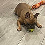 dog, french_bulldog, tennis_ball, toy, rope_toy, floor, wooden_floor, pet, animal, playful, indoor, paw, ears, brown_dog, cute, pet_toy, chewing, looking, lying, small_dog