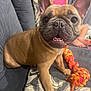 dog, french_bulldog, puppy, pet, indoor, couch, toy, rope_toy, happy, smiling, ears, nose, fur, paw, person, tablet, relaxing, home, fabric, closeup