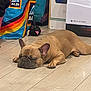 french_bulldog, dog, sleeping, indoor, floor, wooden_floor, shopping_bag, aldi, heater, heat_storm, pet, animal, resting, brown_dog, canine, quiet, cozy, home, domestic, relaxing