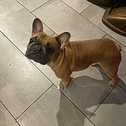 Ivy is registered to the contest to win money with this photo: dog, french_bulldog, pet, animal, floor, tile_floor, brown_fur, looking_up, indoor, shadow, ears, cute, companion, canine, domestic_animal, standing, curious, four_legs, snout, small_dog