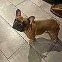 dog, french_bulldog, pet, animal, floor, tile_floor, brown_fur, looking_up, indoor, shadow, ears, cute, companion, canine, domestic_animal, standing, curious, four_legs, snout, small_dog