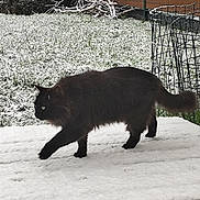 Blackbeard a rejoint le concours — aidez-le/la à gagner de superbes lots ! cat, black_cat, snow, snowy_ground, fence, grass, outdoor, animal, pet, walking, winter, nature, garden, fur, cold, daylight, fluffy, side_view, green, quiet