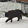 cat, black_cat, snow, snowy_ground, fence, grass, outdoor, animal, pet, walking, winter, nature, garden, fur, cold, daylight, fluffy, side_view, green, quiet