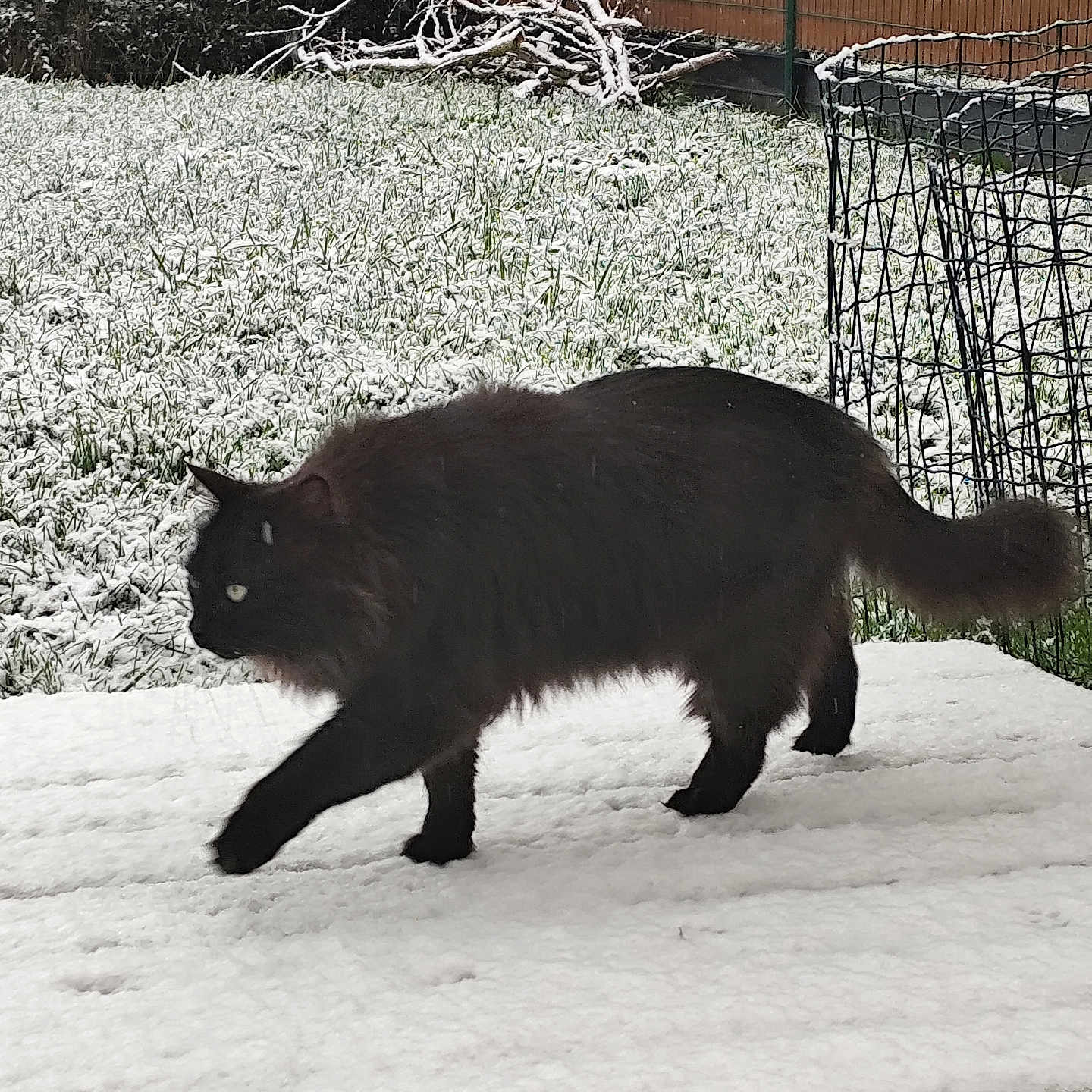 Blackbeard a rejoint le concours — aidez-le/la à gagner de superbes lots ! animal, black_cat, cat, cold, daylight, fence, fluffy, fur, garden, grass, green, nature, outdoor, pet, quiet, side_view, snow, snowy_ground, walking, winter