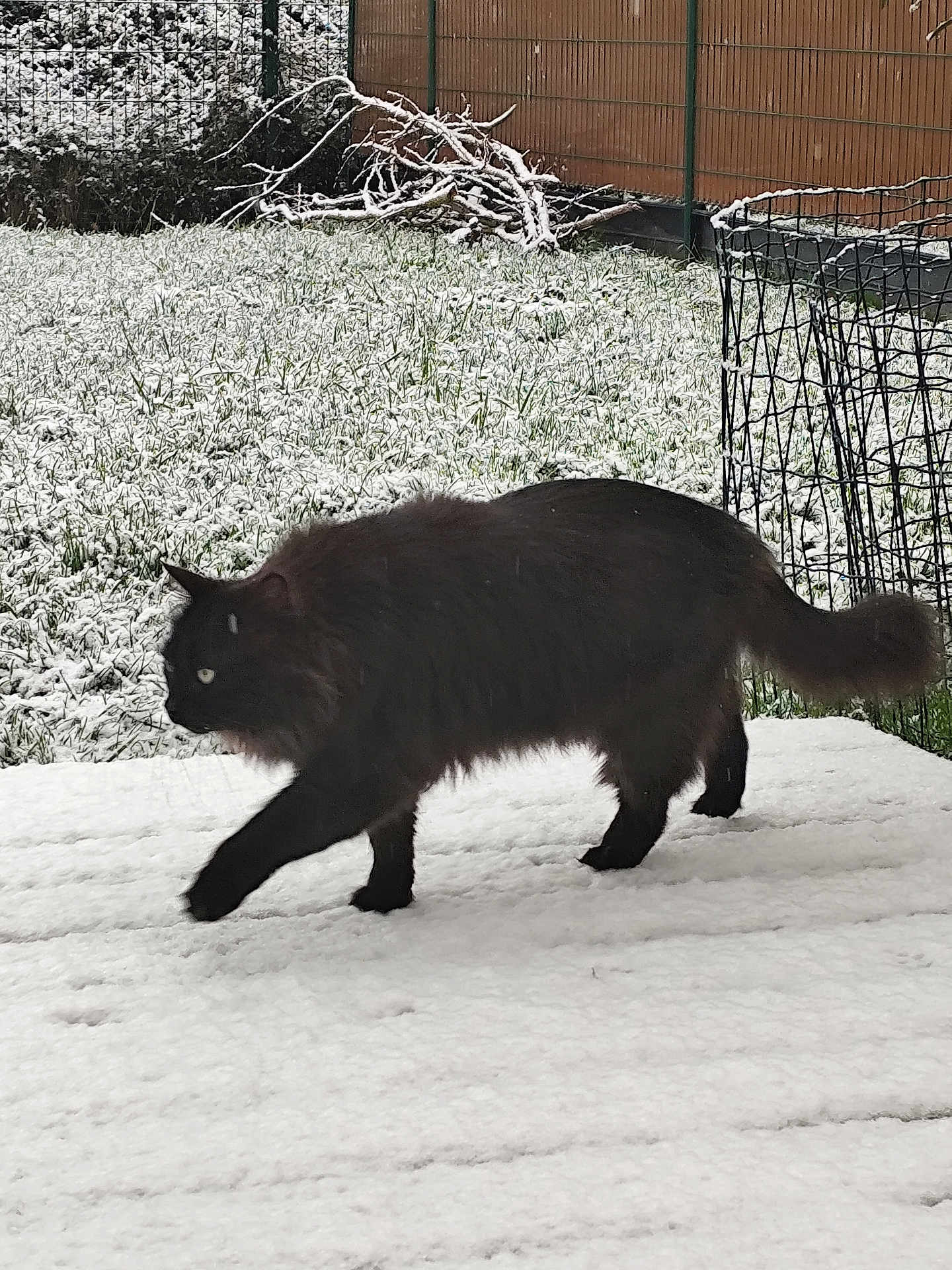 Blackbeard a rejoint le concours — aidez-le/la à gagner de superbes lots ! cat, black_cat, snow, snowy_ground, fence, grass, outdoor, animal, pet, walking, winter, nature, garden, fur, cold, daylight, fluffy, side_view, green, quiet