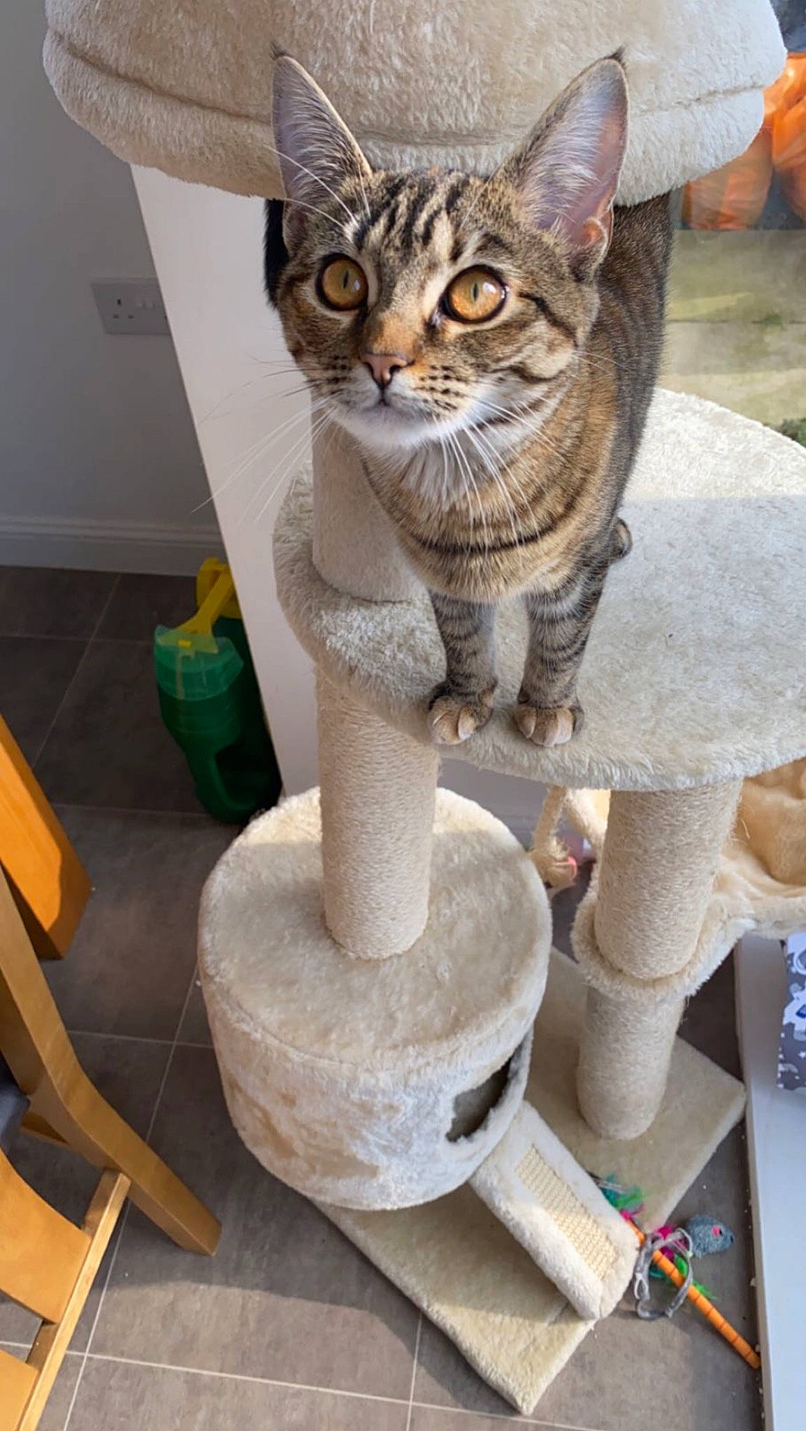 Blossom is registered to the contest to win money with this photo: art, artifact, carnivore, cat, cat_supply, creative_arts, domestic_short_haired_cat, fawn, felidae, fur, lawn_ornament, pet_supply, sculpture, small_to_medium_sized_cats, statue, tail, terrestrial_animal, visual_arts, whiskers, wood