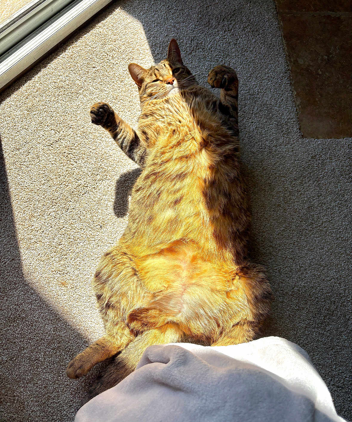 Ashley is registered to the contest to win money with this photo: cat, tabby, sunlight, carpet, indoor, pet, relaxed, fluffy, sleeping, cozy, blanket, paw, feline, resting, animal, cute, domestic, warm, fur, window