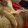 animal, bedroom, blanket, cat, closeup, companion, cozy, cuddling, cute, domestic, feline, fluffy, fur, indoor, orange_cat, paw, pet, relaxed, resting, sleepy