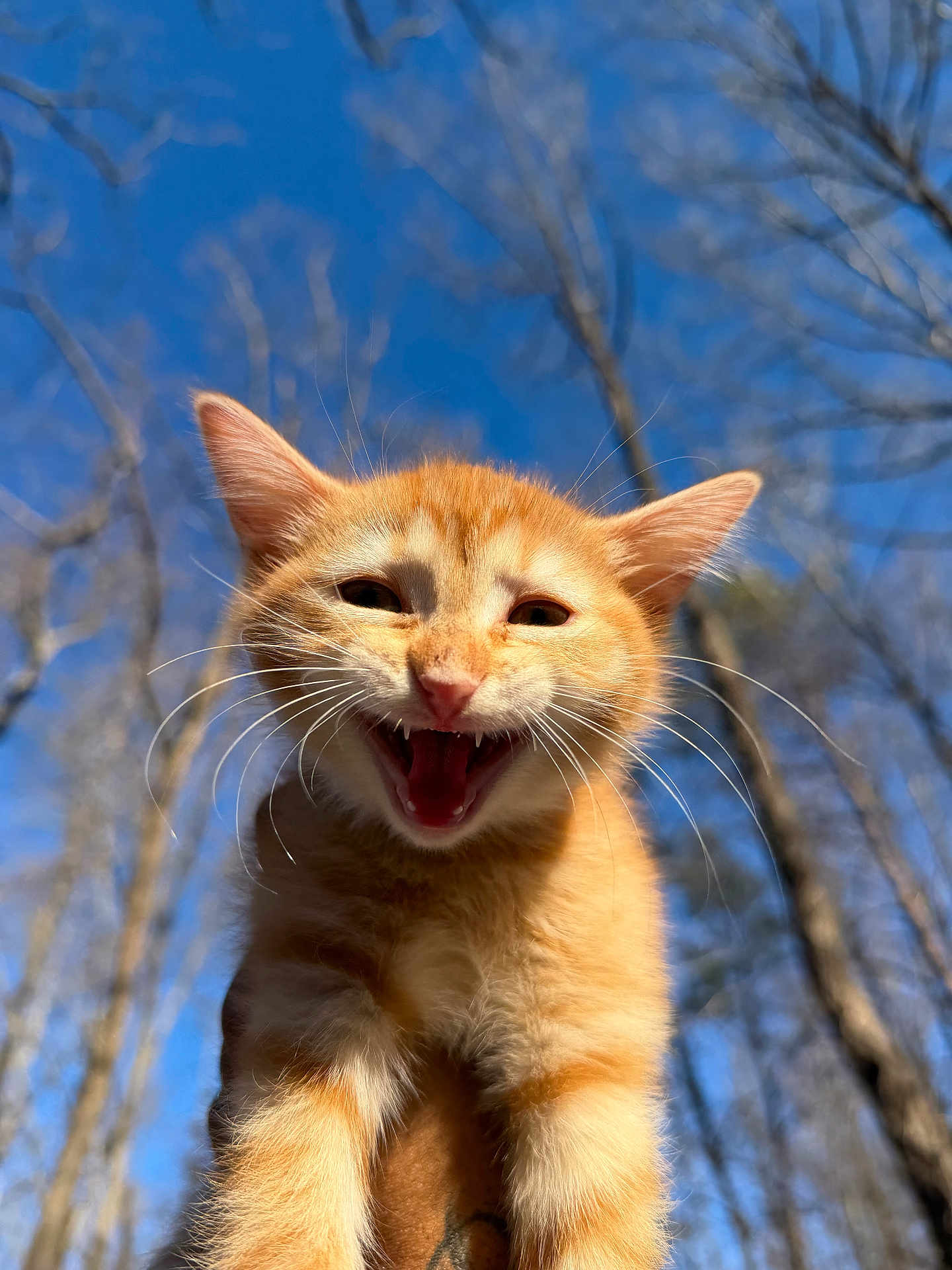 Baby Srt joined the competition — help win amazing prizes! cat, kitten, orange_tabby, animal, pet, outdoor, nature, blue_sky, trees, whiskers, fur, cute, playful, young, mammal, close_up, portrait, sunlight, happy, wildlife