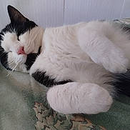 Pepper joined the competition — help win amazing prizes! cat, sleeping, black_and_white, fur, paw, close_up, indoor, resting, cute, pet, animal, cozy, blanket, whiskers, pink_nose, relaxation, feline, soft, domestic_cat, peaceful