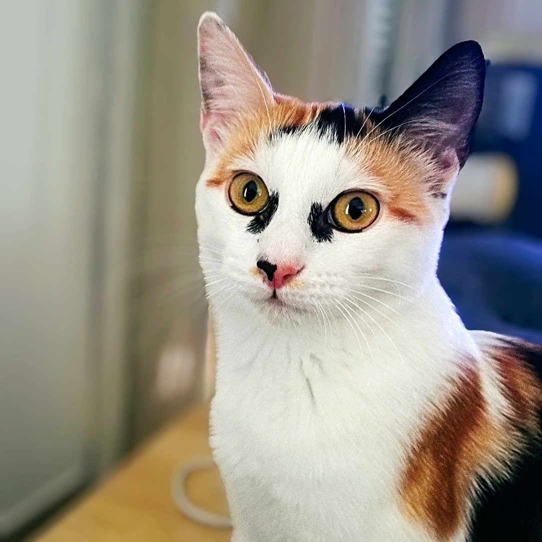 Roxy participe au concours pour gagner de l'argent avec cette photo : abyssinian, animal, cat, hardwood, kitten, manx, pet, plywood, siamese, wood