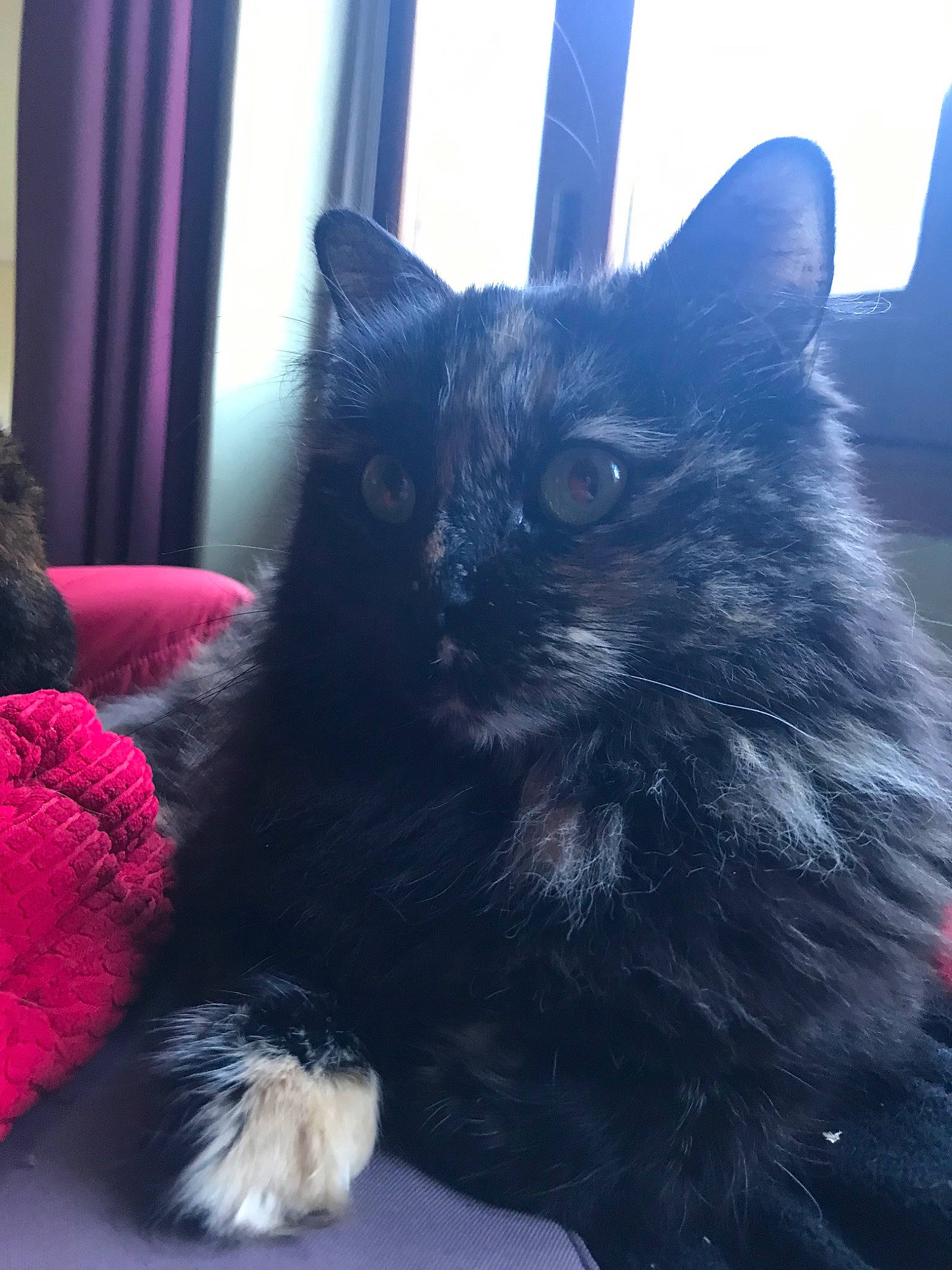 Cartouche a rejoint le concours — aidez-le/la à gagner de superbes lots ! asian_semi_longhair, black, black_cat, british_semi_longhair, carnivore, cat, cymric, domestic_long_haired_cat, ear, felidae, fur, kitten, mammal, nebelung, norwegian_forest_cat, persian, small_to_medium_sized_cats, tail, turkish_angora, whiskers