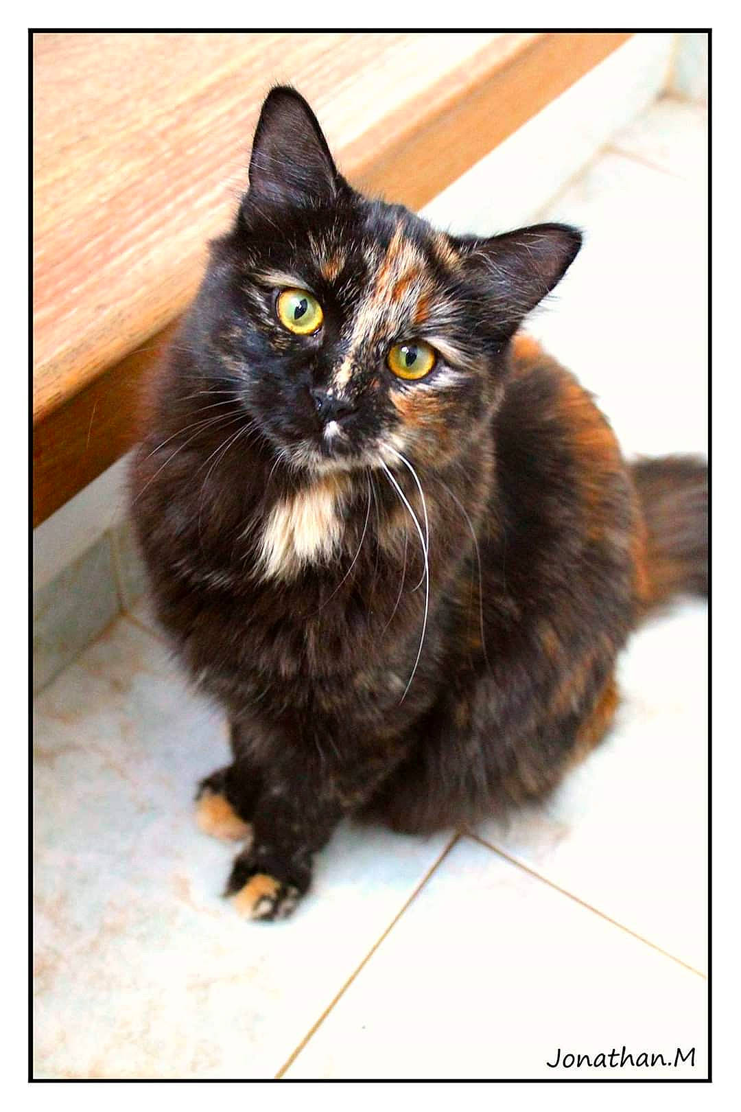 Cartouche participe au concours pour gagner de l'argent avec cette photo : asian, asian_semi_longhair, black_cat, british_semi_longhair, carnivore, cat, cymric, domestic_long_haired_cat, domestic_short_haired_cat, felidae, kitten, kurilian_bobtail, maine_coon, mammal, norwegian_forest_cat, photo_caption, small_to_medium_sized_cats, vertebrate, whiskers