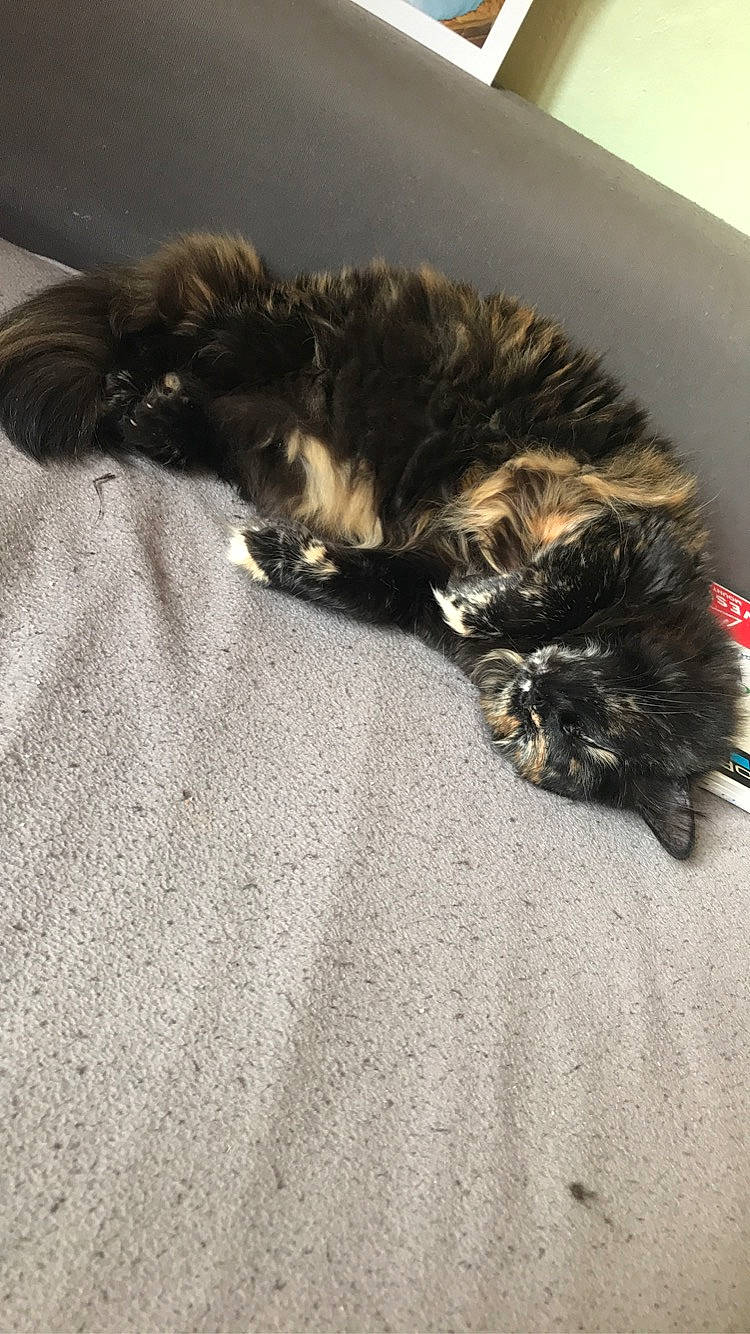 Cartouche participe au concours pour gagner de l'argent avec cette photo : carnivore, cat, claw, domestic_long_haired_cat, felidae, fur, kitten, norwegian_forest_cat, small_to_medium_sized_cats, tail, whiskers