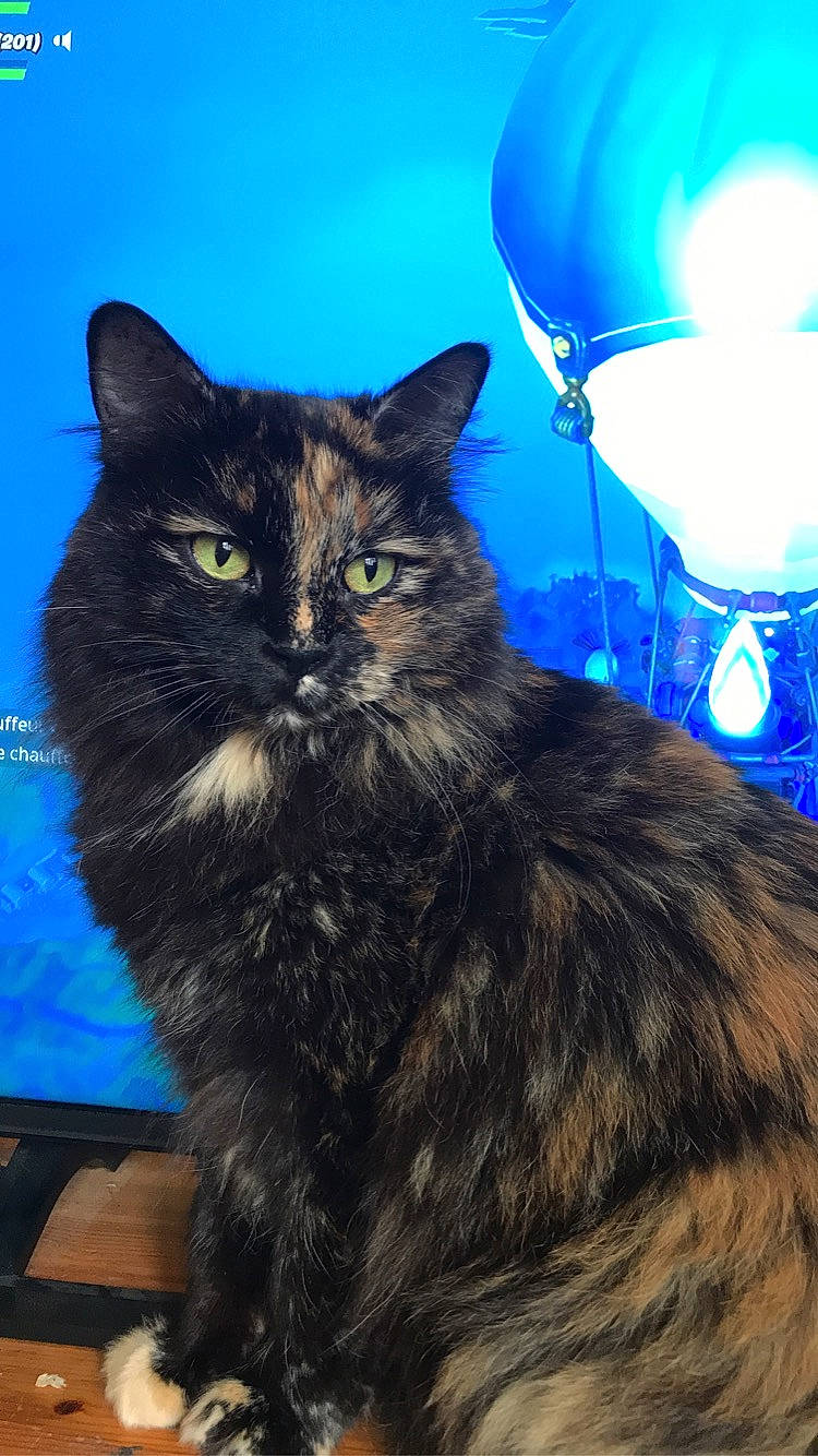 Cartouche participe au concours pour gagner de l'argent avec cette photo : asian_semi_longhair, british_semi_longhair, carnivore, cat, cymric, domestic_long_haired_cat, domestic_short_haired_cat, eye, felidae, kurilian_bobtail, maine_coon, mammal, norwegian_forest_cat, persian, ragamuffin, siberian, small_to_medium_sized_cats, vertebrate, whiskers, wild_cat