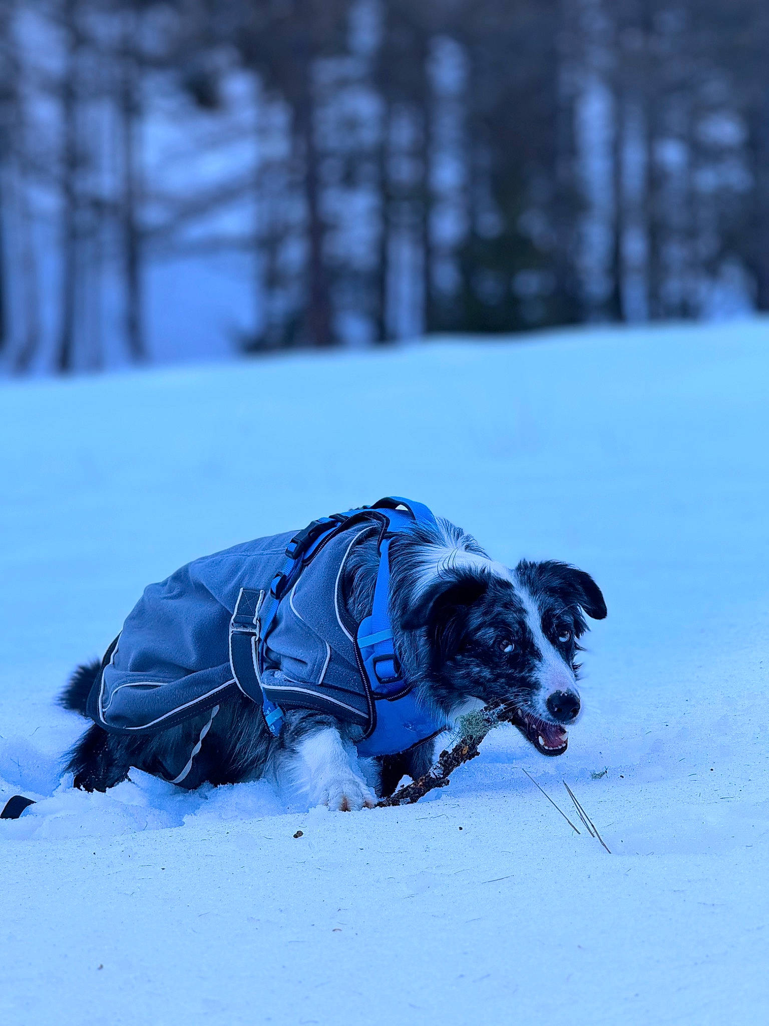 Sky a rejoint le concours — aidez-le/la à gagner de superbes lots ! carnivore, collar, dog, dog_breed, dog_clothes, dog_collar, dog_sled, dog_supply, electric_blue, freezing, pet_supply, racing, slope, snow, sporting_group, sports, tree, winter, winter_sport, working_animal