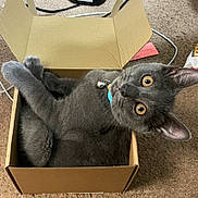 Kaze is registered to the contest to win money with this photo: cat, black_cat, pet, animal, cardboard_box, box, indoors, carpet, lying_down, upside_down, wide_eyes, green_collar, bell, whiskers, paws, furry, playful, curious, portrait, household