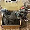 cat, black_cat, pet, animal, cardboard_box, box, indoors, carpet, lying_down, upside_down, wide_eyes, green_collar, bell, whiskers, paws, furry, playful, curious, portrait, household