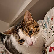 Chouffe a rejoint le concours — aidez-le/la à gagner de superbes lots ! cat, tabby, white_fur, animal, pet, indoor, bed, blanket, floral_pattern, curious, closeup, whiskers, ears, face, cute, feline, domestic_cat, soft_lighting, resting, looking_up